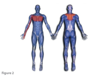 Pectoralis Major Strain - Sports Clinic NQ